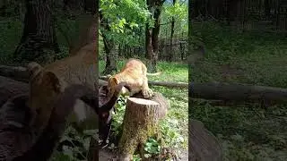 Львица Афина и ягуар Багир в Подмосковном сафари-парке #сафарипарк #zoo #забавныеживотные #лев #lion