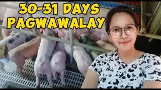 ANG PAGWAWALAY  NG MGA BIIK