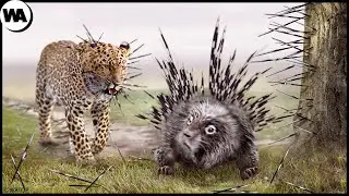 The Day All Predators Feared a Porcupine
