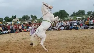 horse  jumping on the ground 0007