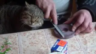 #Кот ,,Бармалей,,