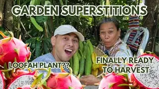 You won’t believe what we harvested! Dragon fruit BLOOM + crazy garden secrets