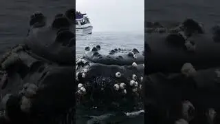 The largest animal in the sea //Canada//