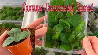 Как поживают сеянцы Глоксиний? Время пересадок