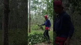 VLOG NGARIT DI KEBUN KARET!!