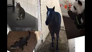 How to view  Google 3D Animal|Google new Feature