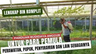 Panduan Budidaya Anggur Import Untuk Pemula & Lanjutan,  Supaya Subur Lekas Berbuah