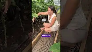 Высокоурожайный и крупноплодный сорт баклажанов🍆