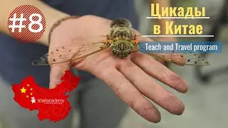 Кто шумит больше других в Китае? Видеоблог о программе Teach and Travel China.#Starvlog