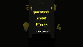 बरसात में गुलाब की कलम कैसे लगाएँ? #plants #terracegarden #gardening