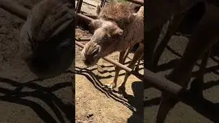 Yes, there are camels.
