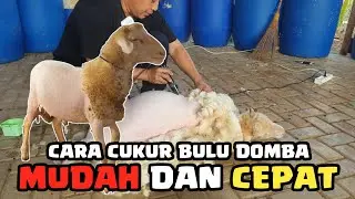 Tips for choosing a good and affordable sheep shearer | How to shear sheep
