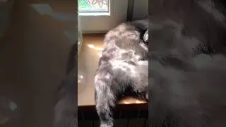моя помощница на кухне