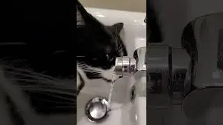 Cat drinking 