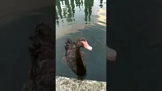 Black Swan - exotic birds 💚 Птица счастья 💚        