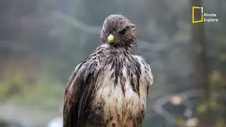 Story of Eagle Rebirth #eagles #Eaglerebirth #birds #wildlife
