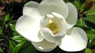 Sweet Bay Magnolia -- TN Nursery