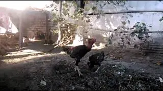 Бойка
