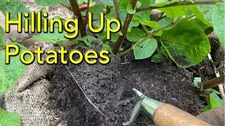 Hilling Up Potatoes - When, How and Why.