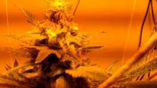 Pineapple Express Medical Marijuina