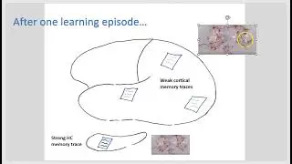Creating a memory: Hippocampus and Cortex activity