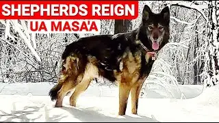 Shepherds Reign - Ua Masa'a