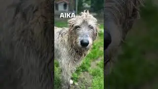 IRISH WOLFHOUND VS CANILE / LEVRIERO IRLANDESE IL GIGANTE BUONO