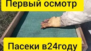 Первый осмотр.Задачи первого осмотра.(пчеловодство 24 год)