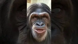 RESPONSIBLE ADULT #everyday #excessive #responsible #adult #joke #jokes #funny#laughing #chimpanzee