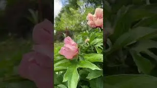 Пион “Oochigeas” ❤️