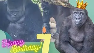 Momotaro separated from Momoko at age 7. How about Riki?｜Gorillas｜UENO ZOO｜ゴリラのリキ7歳誕生日おめでとう｜上野動物園