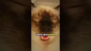 Most dangerous on the planet! #cat #cats #meow #shorts #reels #funny #dangerous #killa