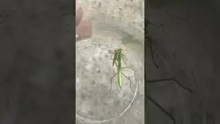 Peygamber Devesi diğerini yiyor