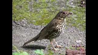 Дрозд-рябинник кормит своих птенцов. Drozd-ripper feeds his chicks.It 's a drizzle and his family.