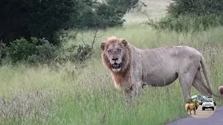 Casper The White Lion Conquer The Satara Lion Pride