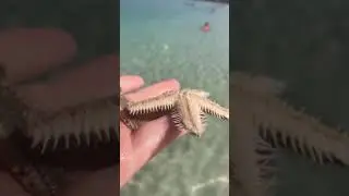 Кто живёт в море в Дубай?