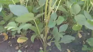 Соя цвіте,  вологи нема😱 спека неможлива🥵 що буде не знаю