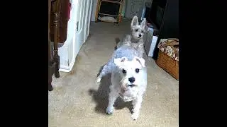 Princess and MiSa howling, as I howl back at them, through my surveillance WYZE camera. So funny.
