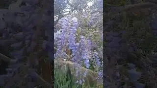 Анапа расцветает #анапа #природа