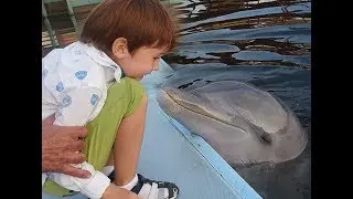 КУБА CUBA Варадеро Дельфины