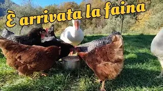 La faina ha fatto una strage