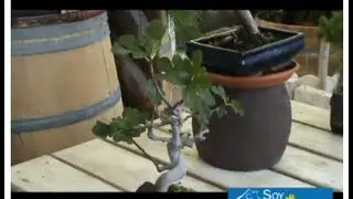 cómo crear un bonsái