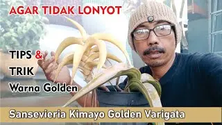 agar daun tidak lonyot, Sansevieria Kimayo golden varigata