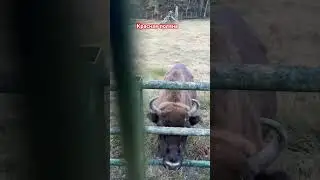 Зубр в «Красной поляне»