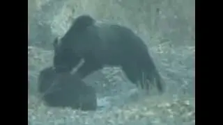 Медведь задрал кабана Bear pulled boar