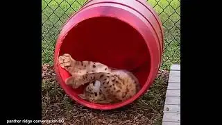 Kitty stalking ang jump  #animal #tiger #trending #tiktok #video #shortsvideo #shorts #lion