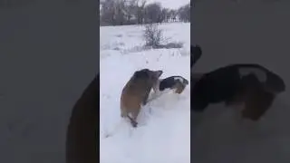 Встречайте! Первый в мире кабан, воспитанный охотничьей собакой! 😂😂😂