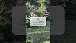 Полное видео уже вышло на нашем ютуб-канале! ❤️ Обязательно посмотрите 🌹 #сад #розы #дача #цветы