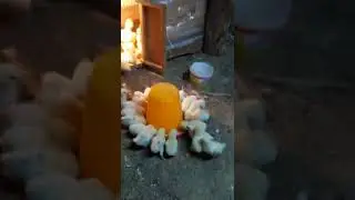 чип чип жужаларим