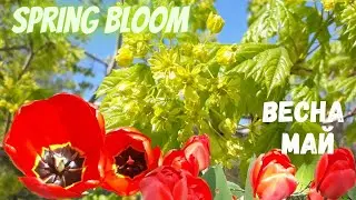Весеннее цветение / Для хорошего настроения / Spring bloom / For a good mood